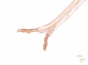 Lanberg Kabel głośnikowy 2X2.5mm2 - 100 m
